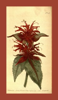 Botanical print by Sydenham Teast Edwards 1768 â€ì 1819, Sydenham Edwards was a natural history