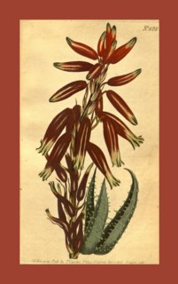 19th century botanical colour  print. Botanical illustration.  Form, colour, and details of the