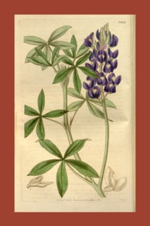 Botanical print or English natural history illustration by Joseph Swan 1796-1872, British Engraver.