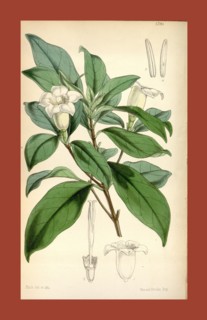 Botanical Print by Walter Hood Fitch 1817 â€ì 1892, W.H. Fitch was an botanical illustrator and