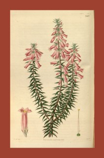 Botanical print by Sir William Jackson Hooker, FRS, 1785 â€ì 1865, English botanical illustrator.