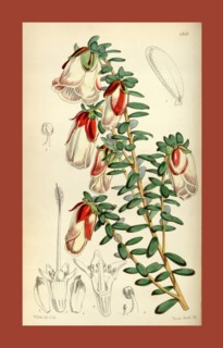 Botanical Print by Walter Hood Fitch 1817 â€ì 1892, W.H. Fitch was an botanical illustrator and