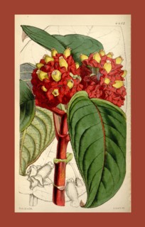 Botanical Print by Walter Hood Fitch 1817 â€ì 1892, W.H. Fitch was an botanical illustrator and