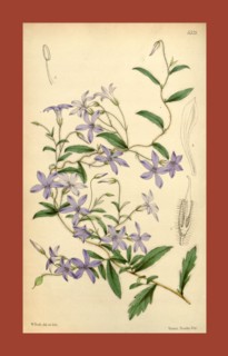 Botanical Print by Walter Hood Fitch 1817 â€ì 1892, W.H. Fitch was an botanical illustrator and