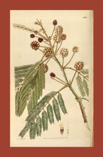 19th century botanical colour  print. Botanical illustration.  Form, colour, and details of the