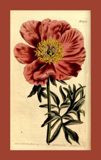 19th century botanical colour  print. Botanical illustration.  Form, colour, and details of the