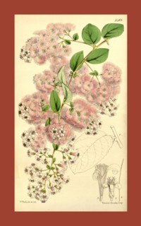 Botanical Print by Walter Hood Fitch 1817 â€ì 1892, W.H. Fitch was an botanical illustrator and
