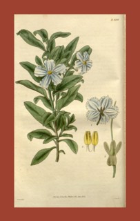 Botanical print by Sir William Jackson Hooker, FRS, 1785 â€ì 1865, English botanical illustrator.