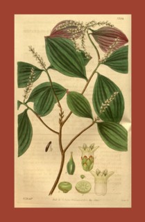Botanical print by Sir William Jackson Hooker, FRS, 1785 â€ì 1865, English botanical illustrator.