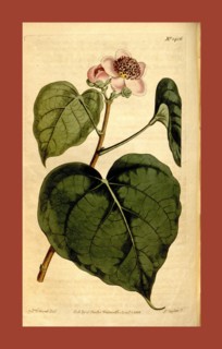 Botanical print by Sydenham Teast Edwards 1768 â€ì 1819, Sydenham Edwards was a natural history