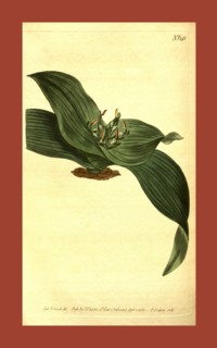 Botanical print by Sydenham Teast Edwards 1768 â€ì 1819, Sydenham Edwards was a natural history