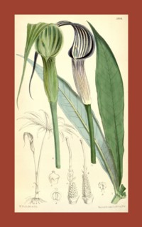Botanical Print by Walter Hood Fitch 1817 â€ì 1892, W.H. Fitch was an botanical illustrator and