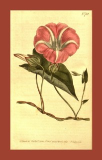 Botanical print by Sydenham Teast Edwards 1768 â€ì 1819, Sydenham Edwards was a natural history