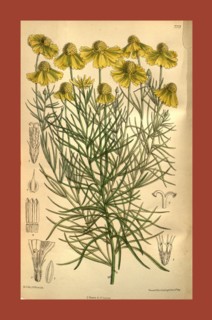 Botanical Print by Walter Hood Fitch 1817 â€ì 1892, W.H. Fitch was an botanical illustrator and