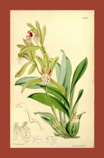 Botanical Print by Walter Hood Fitch 1817 â€ì 1892, W.H. Fitch was an botanical illustrator and