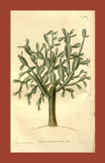 Botanical print or English natural history illustration by Joseph Swan 1796-1872, British Engraver.
