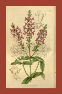 Botanical print or English natural history illustration by Joseph Swan 1796-1872, British Engraver.
