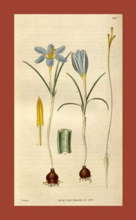 Botanical print by Sir William Jackson Hooker, FRS, 1785 â€ì 1865, English botanical illustrator.
