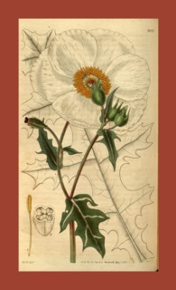 Botanical print by Sir William Jackson Hooker, FRS, 1785 â€ì 1865, English botanical illustrator.