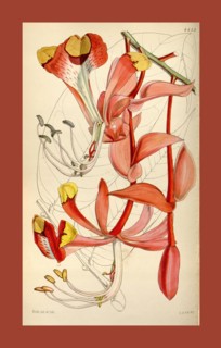 Botanical Print by Walter Hood Fitch 1817 â€ì 1892, W.H. Fitch was an botanical illustrator and