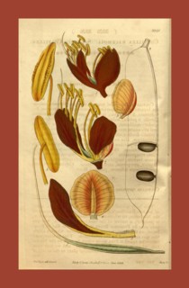 Botanical print or English natural history illustration by Joseph Swan 1796-1872, British Engraver.