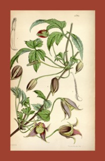 19th century botanical colour  print. Botanical illustration.  Form, colour, and details of the