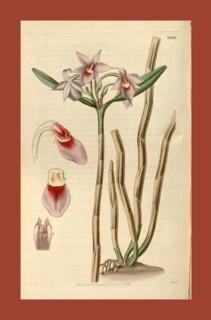 Botanical print by Sir William Jackson Hooker, FRS, 1785 â€ì 1865, English botanical illustrator.
