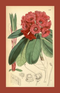 19th century botanical colour  print. Botanical illustration.  Form, colour, and details of the