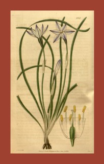 Botanical print or English natural history illustration by Joseph Swan 1796-1872, British Engraver.