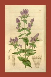 Botanical print or English natural history illustration by Joseph Swan 1796-1872, British Engraver.