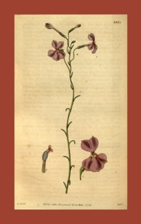 Botanical print by Sir William Jackson Hooker, FRS, 1785 â€ì 1865, English botanical illustrator.