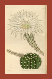 Botanical print or English natural history illustration by Joseph Swan 1796-1872, British Engraver.