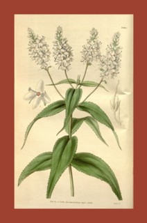 Botanical print or English natural history illustration by Joseph Swan 1796-1872, British Engraver.
