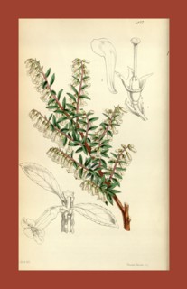 19th century botanical colour  print. Botanical illustration.  Form, colour, and details of the