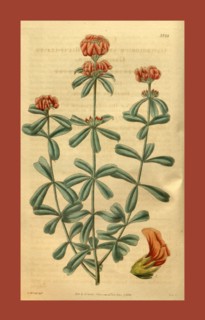 19th century botanical colour  print. Botanical illustration.  Form, colour, and details of the