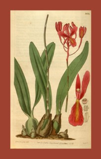 Botanical print by Mrs. C.  Horsfall, an English natural  history illustrator and  botanical artist