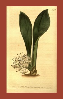Botanical print by Sydenham Teast Edwards 1768 â€ì 1819, Sydenham Edwards was a natural history