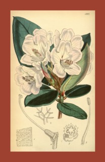 19th century botanical colour  print. Botanical illustration.  Form, colour, and details of the