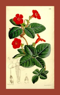 Botanical Print by Walter Hood Fitch 1817 â€ì 1892, W.H. Fitch was an botanical illustrator and