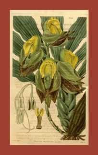 Botanical print by Sir William Jackson Hooker, FRS, 1785 â€ì 1865, English botanical illustrator.