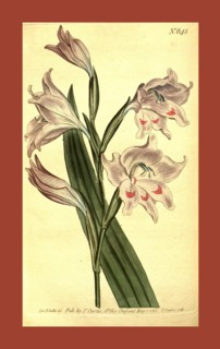 Botanical print by Sydenham Teast Edwards 1768 â€ì 1819, Sydenham Edwards was a natural history