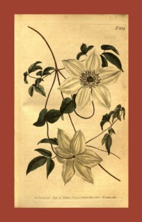 Botanical print by Sydenham Teast Edwards 1768 â€ì 1819, Sydenham Edwards was a natural history