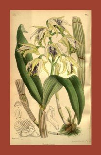 Botanical Print by Walter Hood Fitch 1817 â€ì 1892, W.H. Fitch was an botanical illustrator and