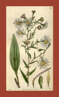 Botanical print by Sir William Jackson Hooker, FRS, 1785 â€ì 1865, English botanical illustrator.