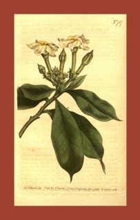 Botanical print by Sydenham Teast Edwards 1768 â€ì 1819, Sydenham Edwards was a natural history
