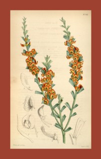Botanical Print by Walter Hood Fitch 1817 â€ì 1892, W.H. Fitch was an botanical illustrator and