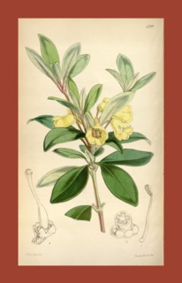 Botanical Print by Walter Hood Fitch 1817 â€ì 1892, W.H. Fitch was an botanical illustrator and