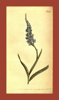 19th century botanical colour  print. Botanical illustration.  Form, colour, and details of the