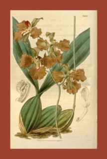 Botanical print or English natural history illustration by Joseph Swan 1796-1872, British Engraver.