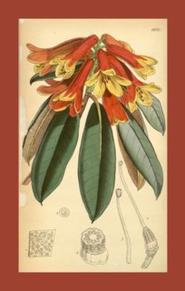 19th century botanical colour  print. Botanical illustration.  Form, colour, and details of the